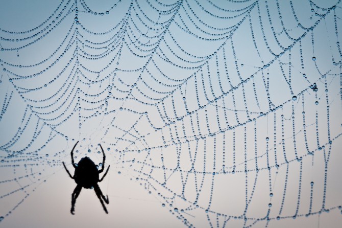Sennik: pajęczyna - co oznacza sen o pajęczynie?